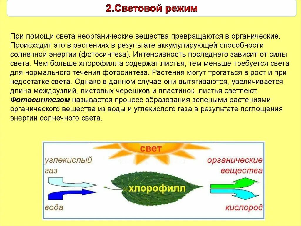 Растения аккумулируют энергию