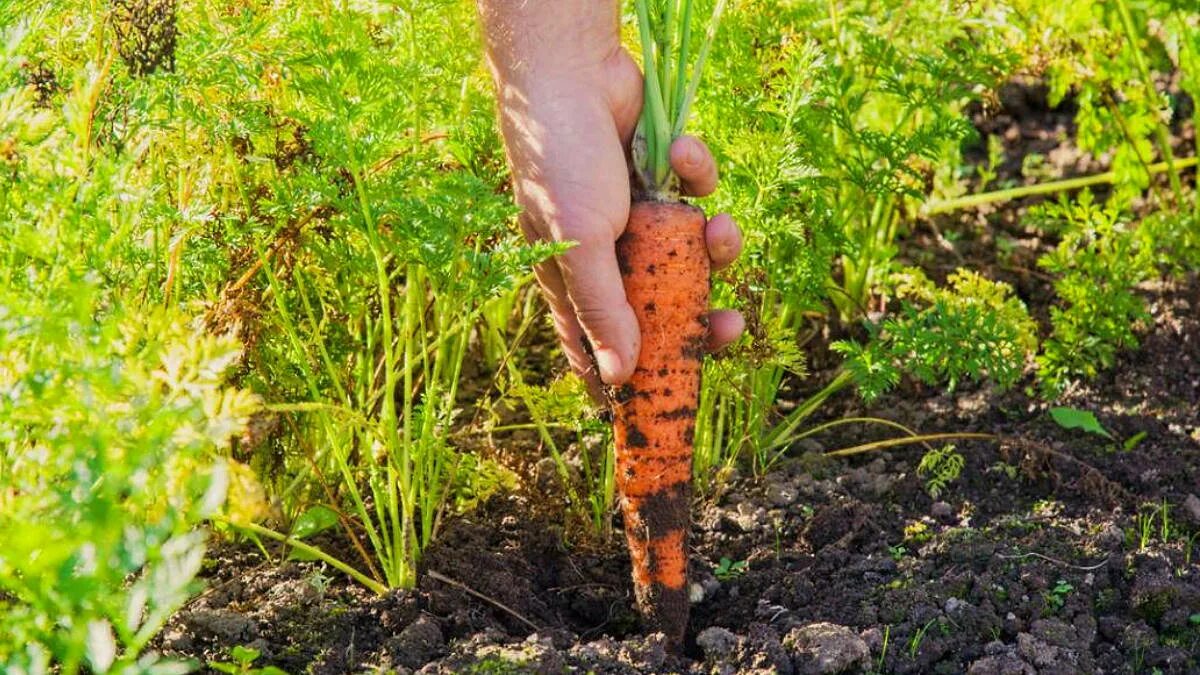 Сеем морковь летом. Уборка корнеплодов. Морковь посадка и уход в открытом грунте весной. Как правильно сеять морковь в открытый грунт весной. В каком месяце сажают морковь
