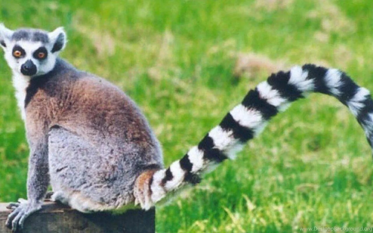 Кольцехвостый лемур. Кошачий лемур мадагаскар. Енот какомицли. Кошачий лемур хвост. Кошачий лемур хвост.