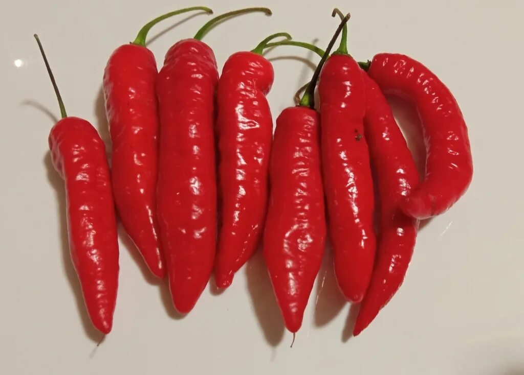 перец халапеньо браун. перец scorpion trinidad. сорта халапеньо перца халапеньо. семена острых. перец острый семена.