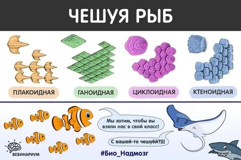 Особенности строения чешуи рыбы