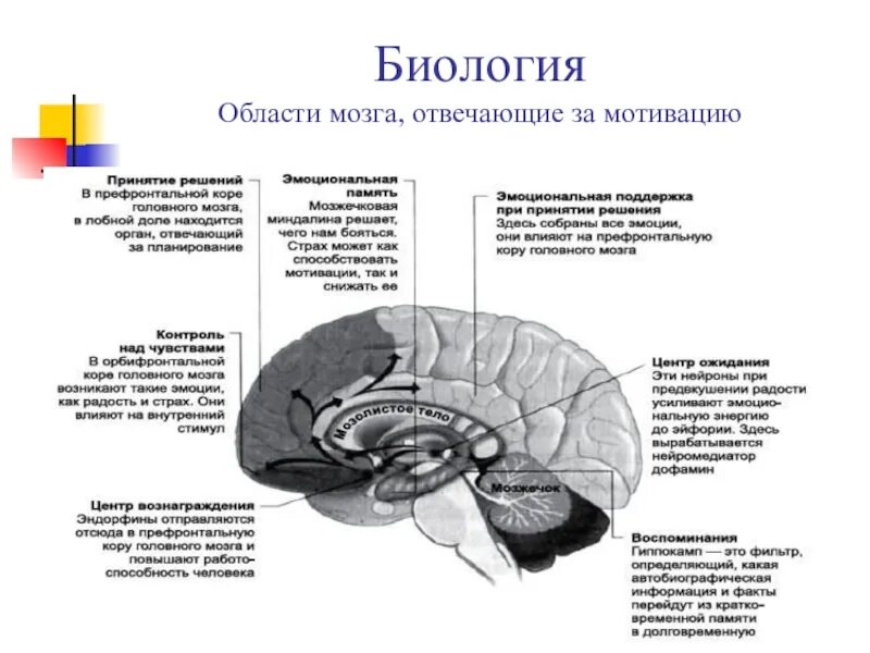 Структурные отделы головного мозга. Отдел головного мозга отвечающий за эмоции. Отделы головного мозга отвечающие за память. Мотивационные структуры мозга. Память в каком отделе мозга