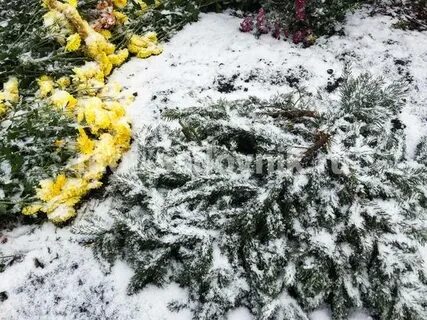 Как укрыть хризантемы на зиму