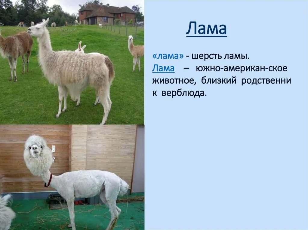 Родственники верблюда. Ламы в андах. Альпака южной америки. Родственники верблюда. Альпака без шерсти.