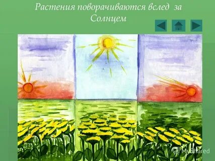 Они за солнцем