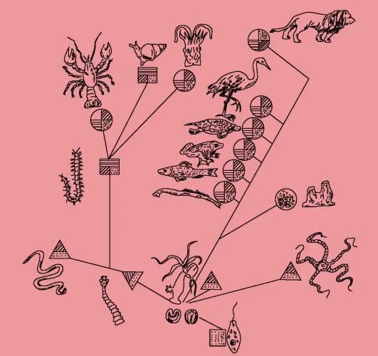 Evolution systems. Эволюция эндокринной системы позвоночных таблица. Эволюционные преобразования эндокринной системы. Направления эволюции эндокринной системы. Направления эволюции эндокринной системы позвоночных животных.