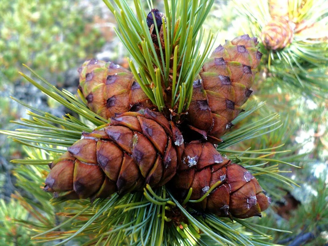 Кедра гостевая. Кедр сибирский хвоинки. Сосна кедровая стланиковая шишки. Кедровая сибирская сосна и кедр это. Кедра гостевая.