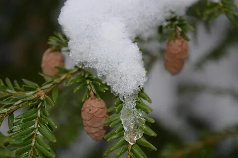 Шишки зимой