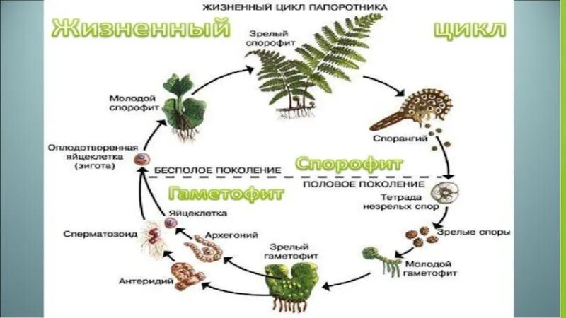 Жизненный процесс папоротника. Цикл размножения папоротников схема. Жизненный цикл папоротника. Размножение папоротниковидных. Жизненный цикл папоротниковидных.
