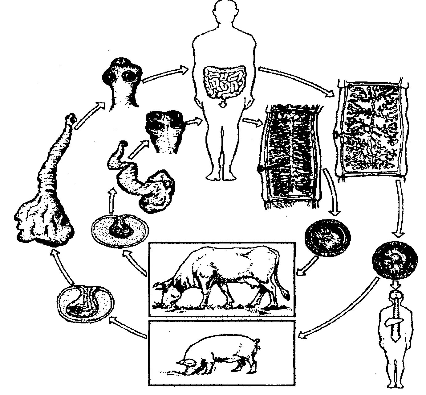 Какая стадия свиного цепня разовьется в человеке. Ленточные черви жизненный цикл свиного цепня. Ленточные черви жизненный цикл бычьего цепня. Свиной цепень жизненный цикл. Жизненный цикл свиного цепня.