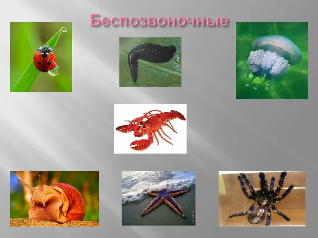 3 класса беспозвоночных