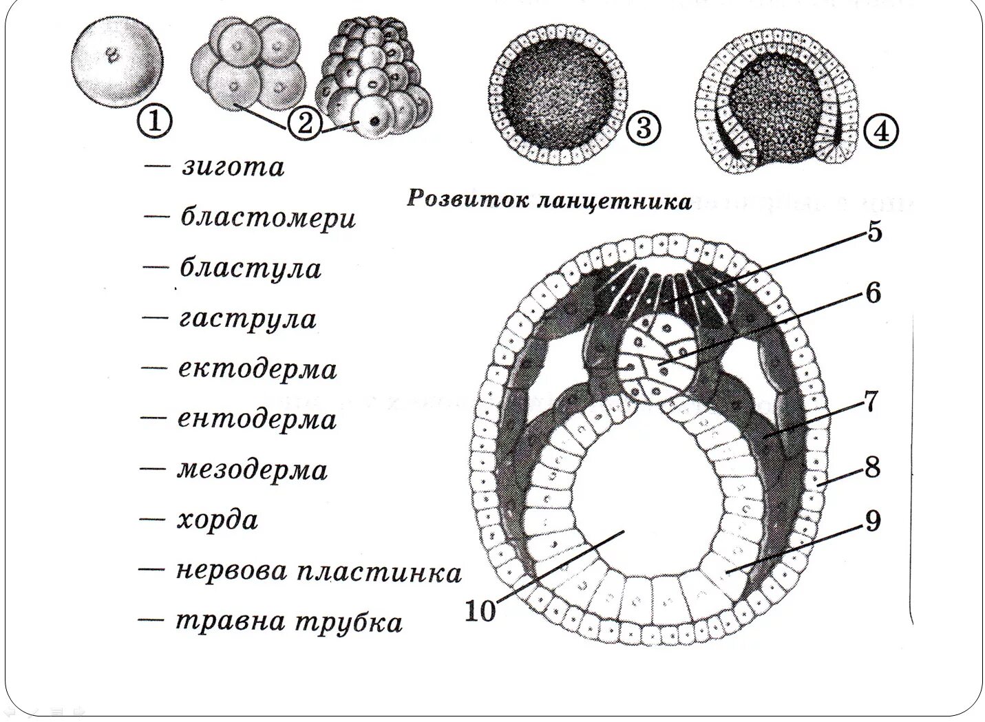 Развитие и строение. Схема стадий развития ланцетника. строение бластулы ланцетника. развитие эмбриона ланцетника. структуры и зародышевые листки эмбриона.