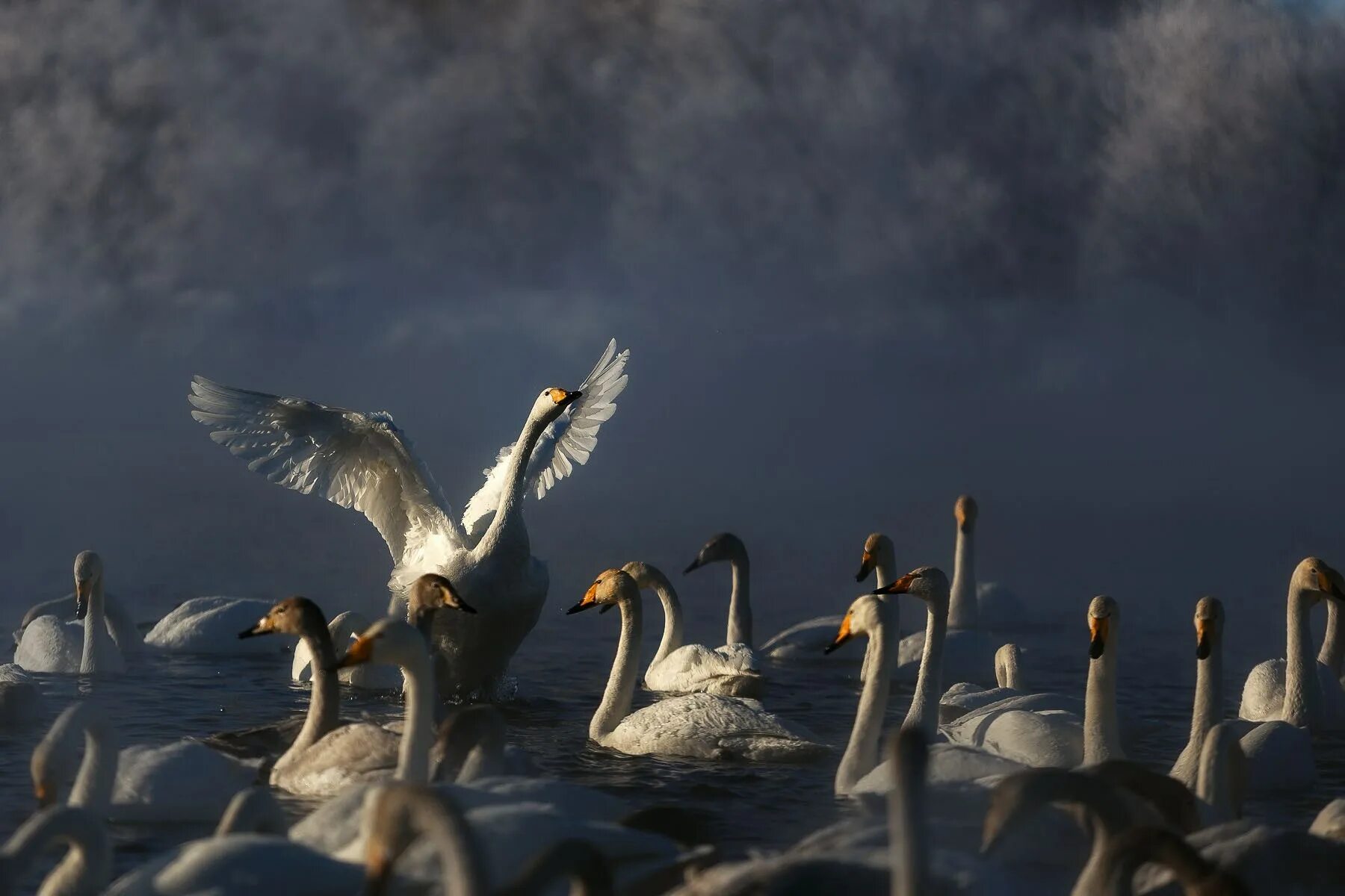 Парк лебединое озеро абхазия. Лебединое озеро лебеди. Лебединое озеро парк горького. Лебединое озеро лебеди. Лебединое озеро лебеди.
