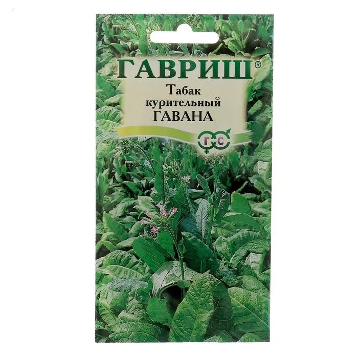 Моршанский табак семена. Вирджиния голд семена. Семена табаков. Семена табаков. Табак курительный бамбук гавриш.