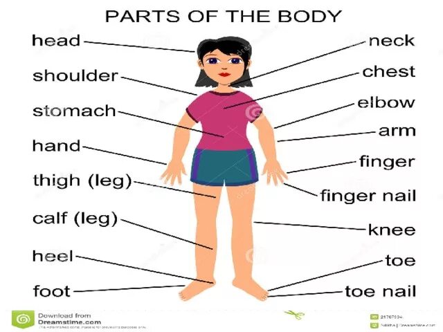 Presentation part. Body parts. тема parts of the body. name the parts of the body. the parts of the body глоссарий.