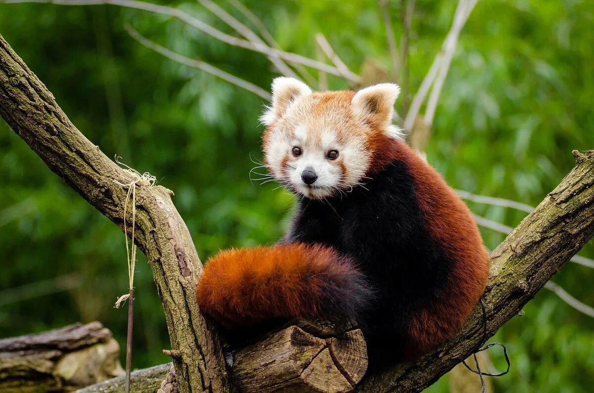 The red panda. The red panda. Малая панда ест. Красная панда питается. Енотовидная панда.