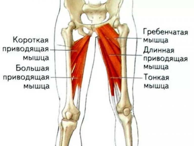 Функции приводящих мышц. Гребенчатая мышца бедра анатомия. Мышцы медиальной части бедра. Мышцы внутренней поверхности бедра анатомия. Приводящие мышцы бедра анатомия.