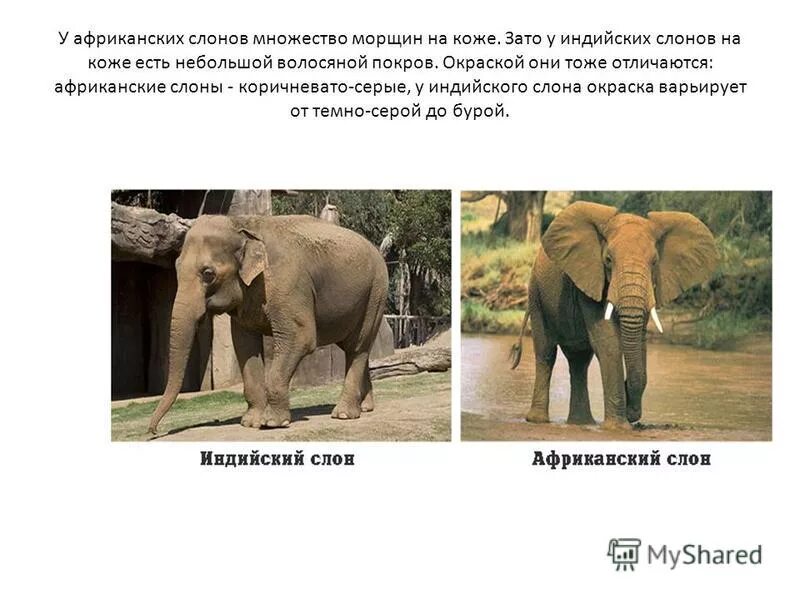 Индийские слоны и африканские слоны. Субрегионы африки таблица страны. Индийские слоны и африканские слоны. Чем отличается африка. Индийский слон и африканский слон отличия.