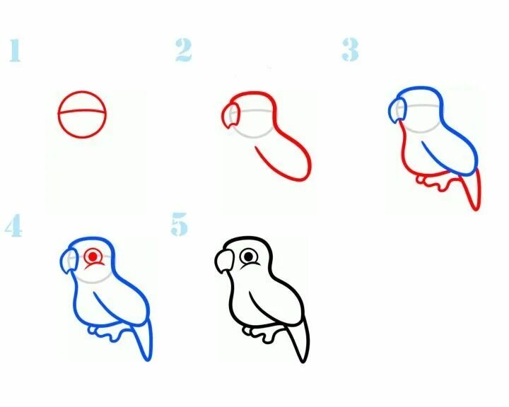 Как рисовать попугая. Попугай пошагово рисунок. Поэтапный рисунок попугая. Как нарисовать попугая легко. Покажи как поэтапно нарисовать