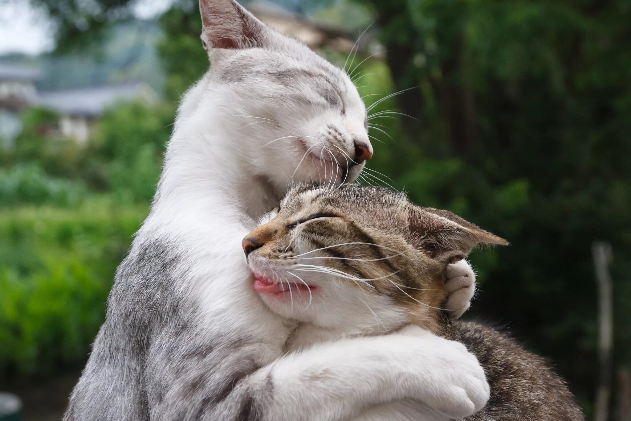 Дом 2 звери. Котики обнимаются. Кошки любовь. Влюбленные котики. Котик обнимает.