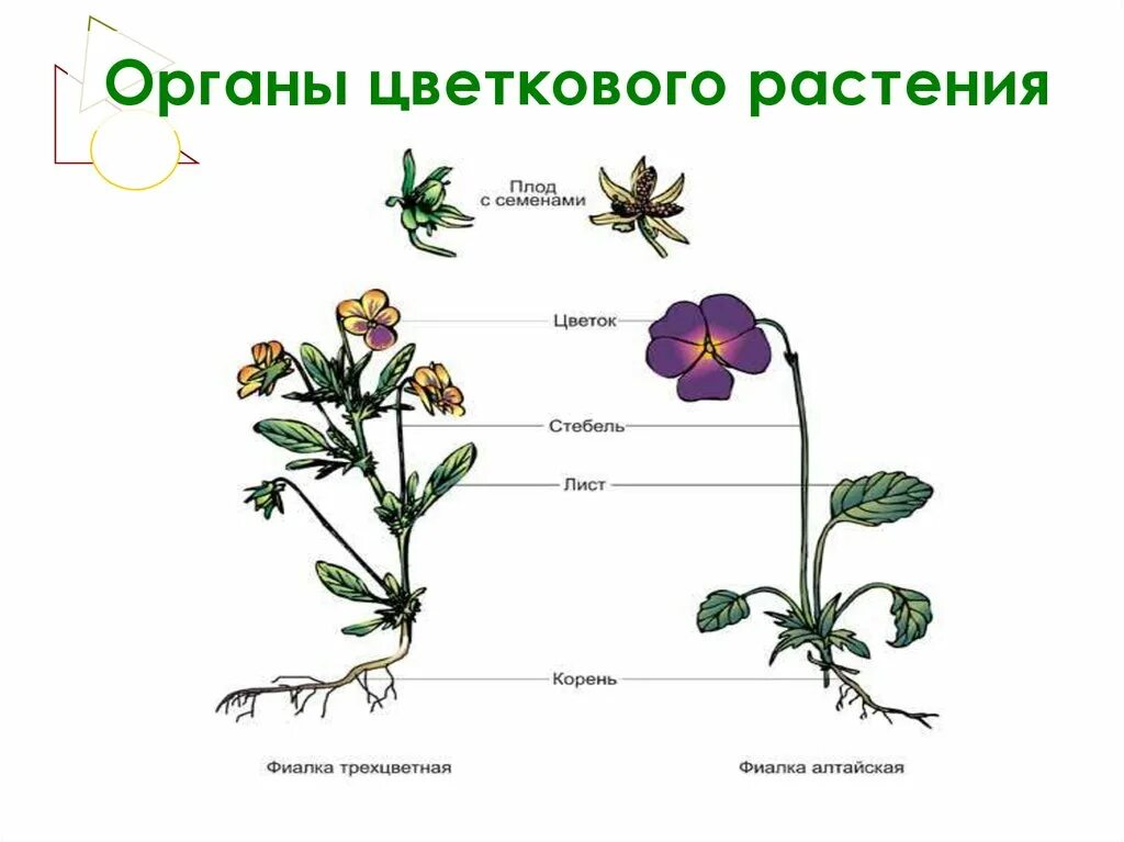 Строение растения в связи с условиями. Схема строения цветкового растения рисунок. Строение органов цветкового растения. Схемы строения органов цветковых растений. Органы цветковых растений схема.