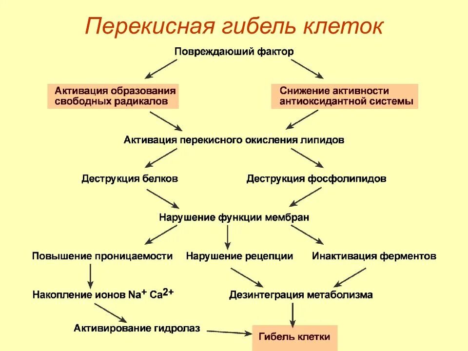 Ферменты пол. Схема перекисного окисления липидов биохимия. Схема реакций перекисного окисления липидов. Антиоксидантная защита схема биохимия. Патология клетки перекисное окисление липидов.