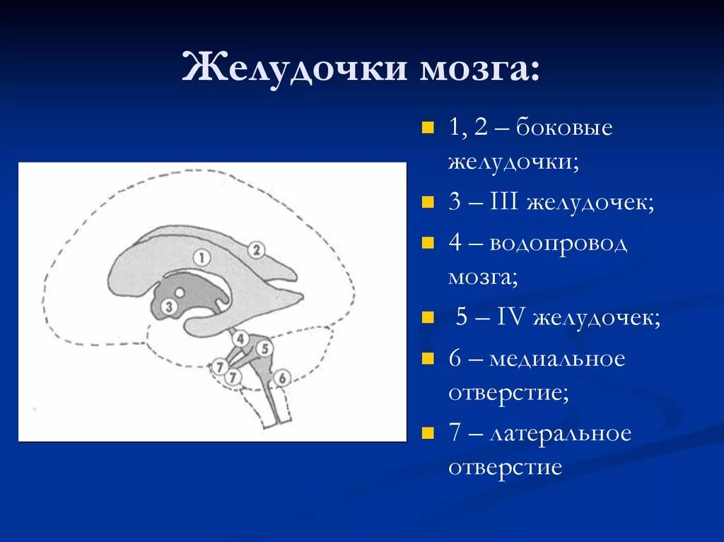 4 Желудочек головного мозга анатомия. Боковые желудочки головного мозга анатомия. Схема желудочков головного мозга. Четвёртый желудочек головного мозга схема. Правый желудочек головного