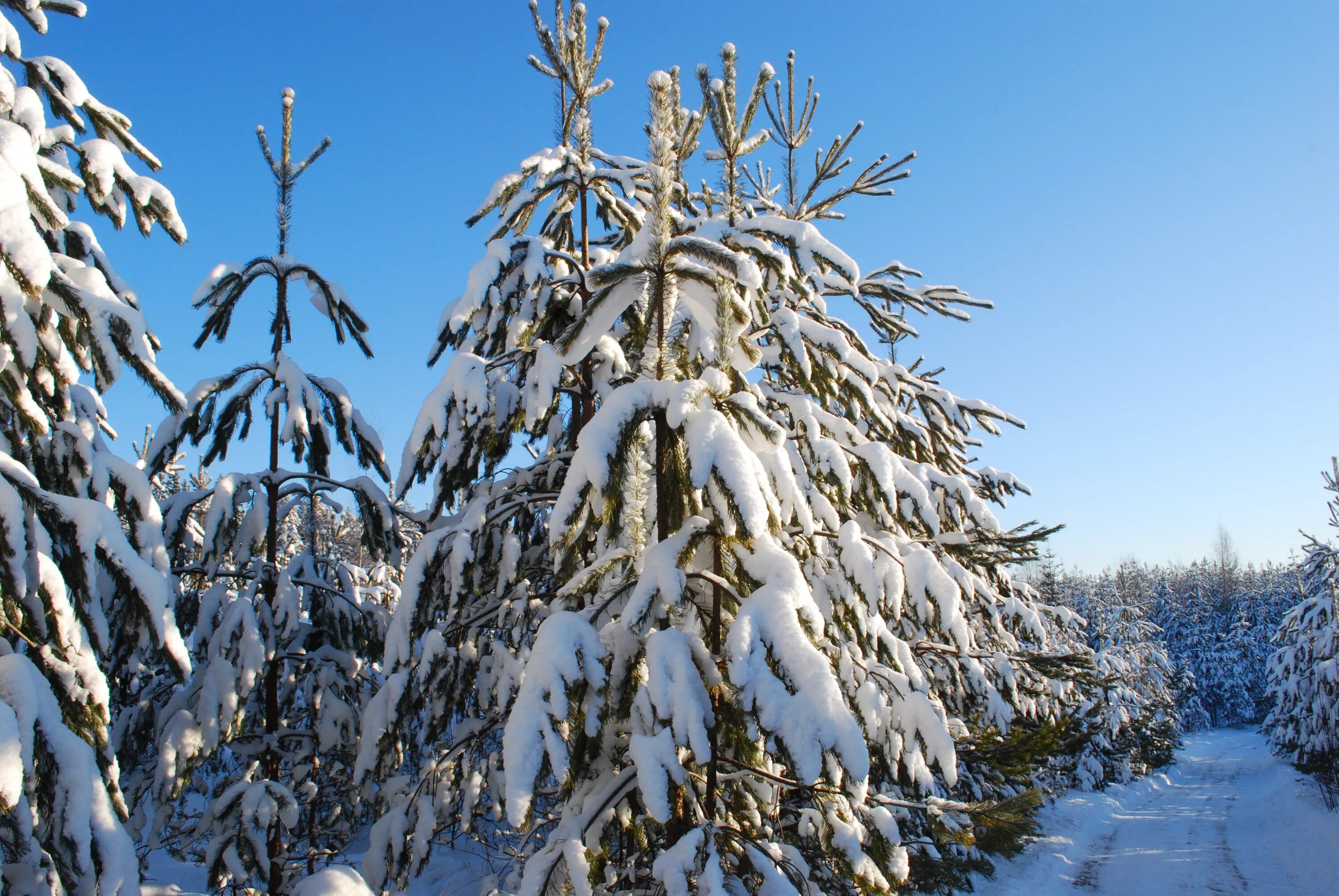 Где морозы и ели. Пихта Сибирская зима. Хвойные деревья зимой. Пихта зимой. Ель зимой.