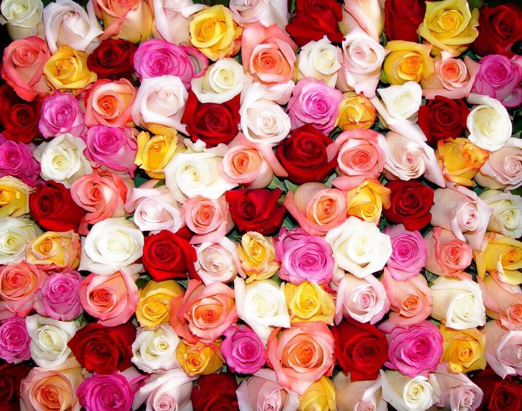 Много роз красивых. Яркие цветы. Разноцветные цветы. Красивые цветы. Красивые цветочки.