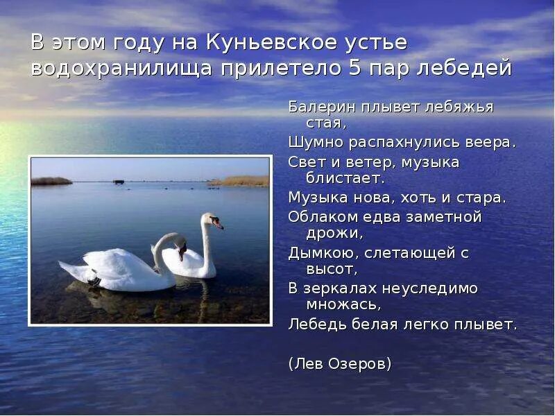 Лебедь белая слова. Лебедь белая плывет злого коршуна клюет падеж. Плыла лебедь текст. Плыла лебедь текст. Плыла лебедь текст.