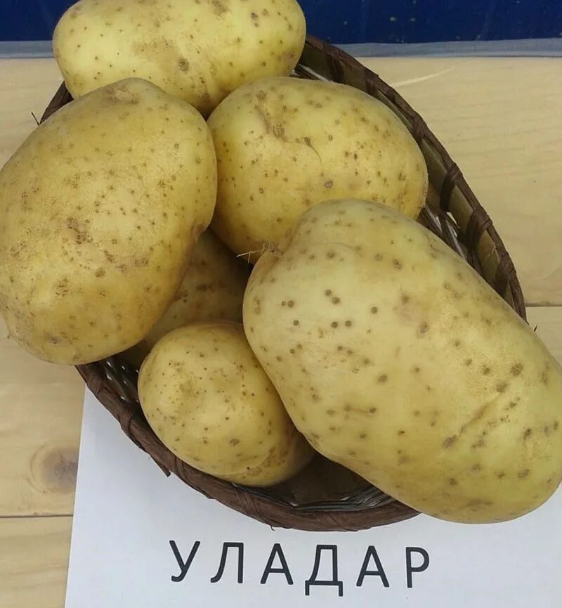 Картофель Уладар. Картошка сорт Уладар. Сорт картофеля белорусский Улодар. Уладар картофель характеристика. Картофель уладар описание сорта