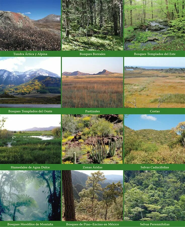 Loss of natural habitats. Habitats на английском. Natural habitats предложения. Animal habitats for kids. Habitat loss.