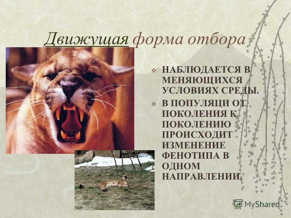 Онтогенетическая изменчивость примеры. Фенотипическая изменчивость норма реакции. Обратимое изменение фенотипа под влиянием условий среды. Модификационная изменчивость березы. Характеристика модификации изменчивости.