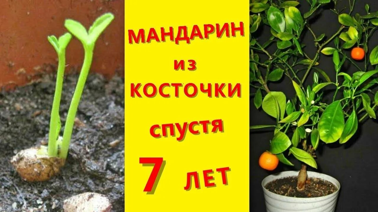 Как посадить мандариновую косточку
