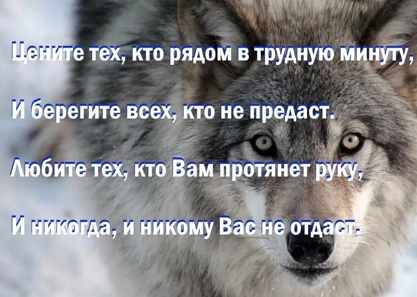 Нужно быть кому то в трудную. В трудную минуту афоризмы. цитаты волка поддержка. цитаты помогающие в трудную минуту. высказывания про помощь в трудную минуту.