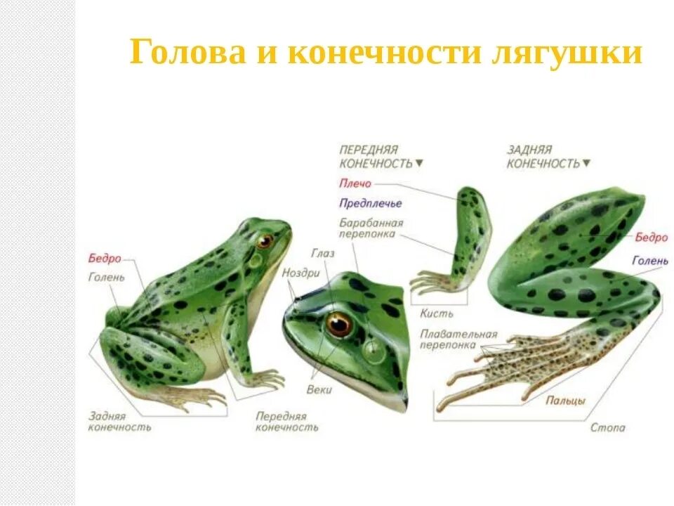 Плавательные перепонки у земноводных
