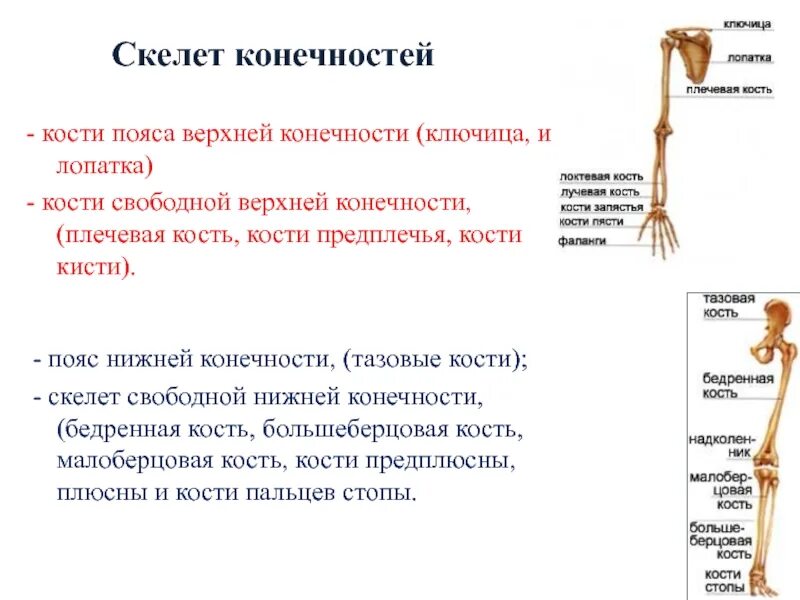 Относится к поясу конечностей. Особенности строения пояса верхних конечностей человека. строение скелета верхней конечности анатомия. плечевая кость строение анатомия кость. кости скелета пояса верхних конечностей.