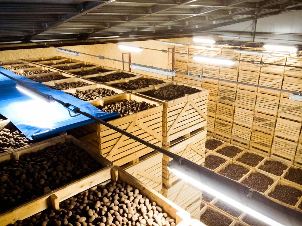 Овощехранилище на 2000 тн. Хранилище картофеля. Овощехранилище для картофеля. Современные овощехранилища. Стационарные хранилища