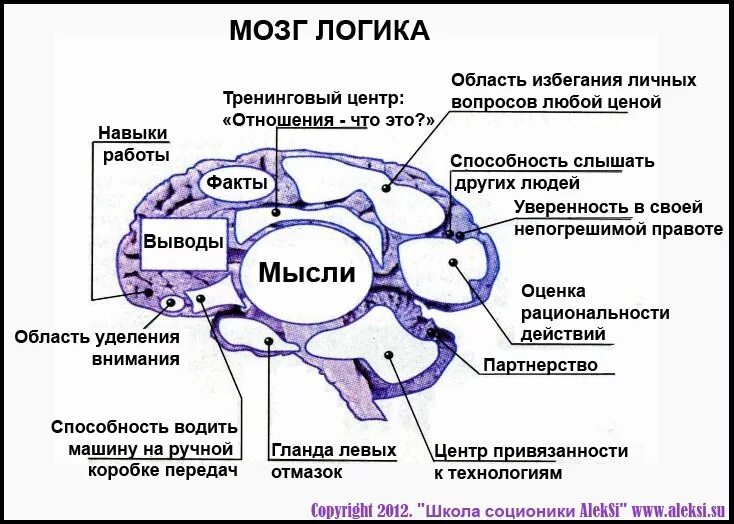 В мозгу есть область. Мозг мужчины. Логик или этик соционика. Логический мозг. Мозг мужчины и мозг женщины.