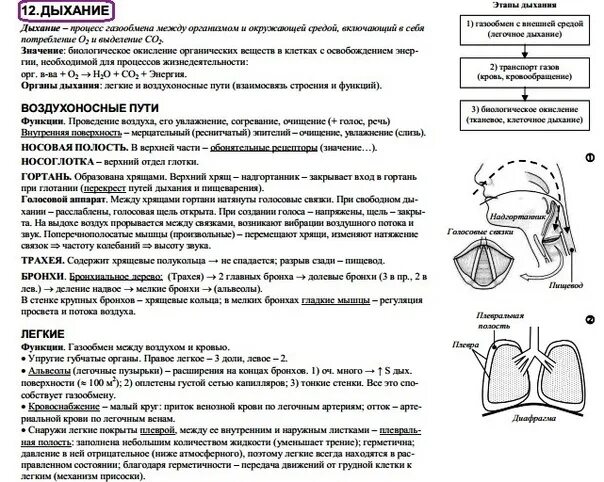 Система органов конспект 8 класс. Опорный конспект дыхание человека. опорный конспект дыхательная система человека. конспект по дыхательной системе человека. органный дыхание огэ по биологии.
