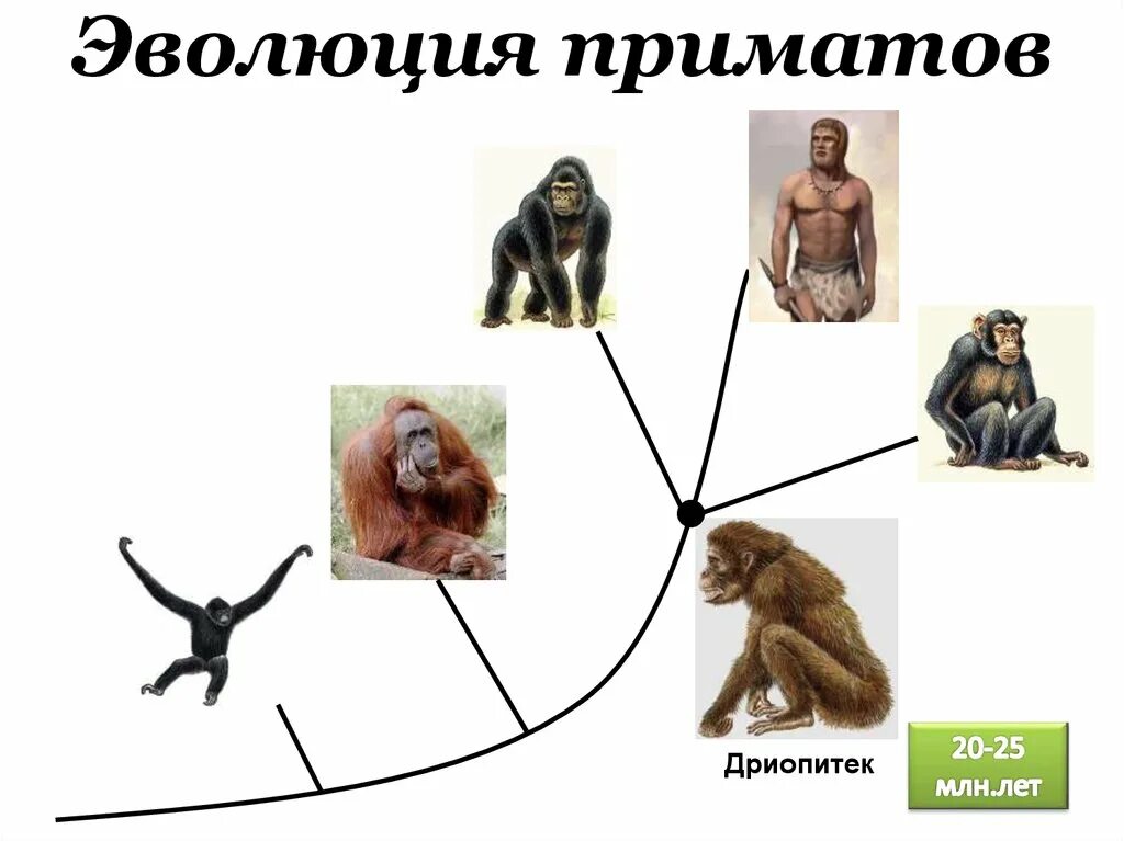 Относится ли человек к приматам. Эволюционный путь развития приматов схема. Эволюция приматов плезиадапис схема. Эволюция отряда приматы схема. Схема эволюции обезьян.