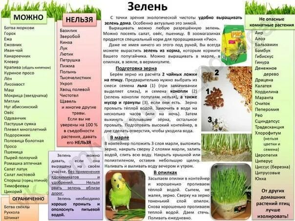 Ветки каких деревьев можно давать. Список продуктов для морской свинки таблица. список продуктов для попугаев. что нельзя давать попугаю. какую крупу можно давать волнистым попугаям.