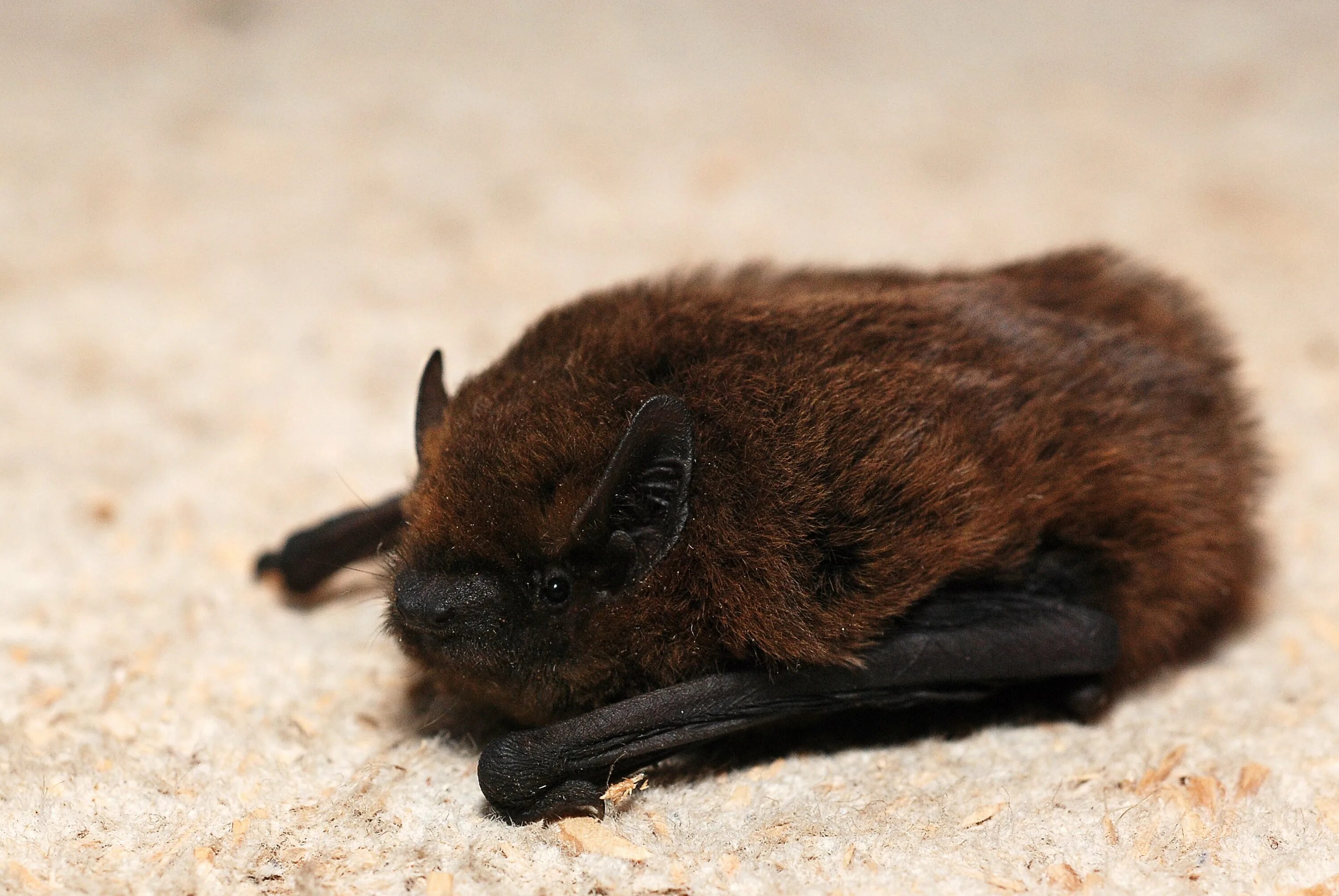 Лесной нетопырь. Нетопырь-карлик pipistrellus pipistrellus. Нетопырь Натузиуса. Летучая мышь нетопырь карлик. Нетопырь Пигмей.