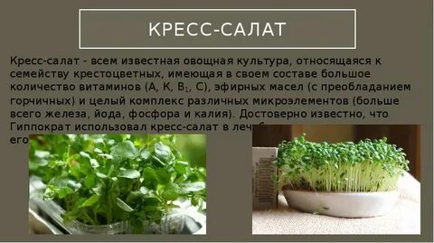 Сколько растет салат