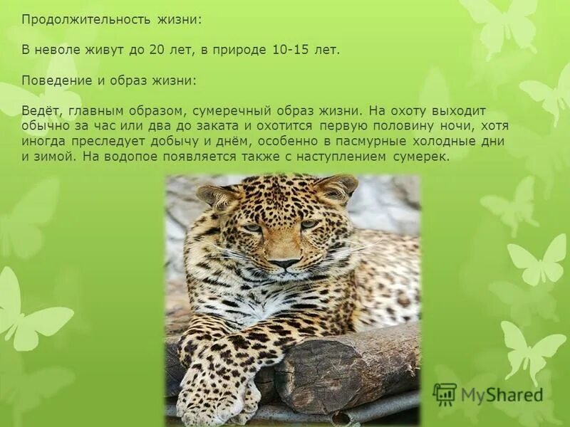 Доклад про леопарда. Сообщение о животных леопард. Описание леопарда кратко. Интересная информация о леопарде.
