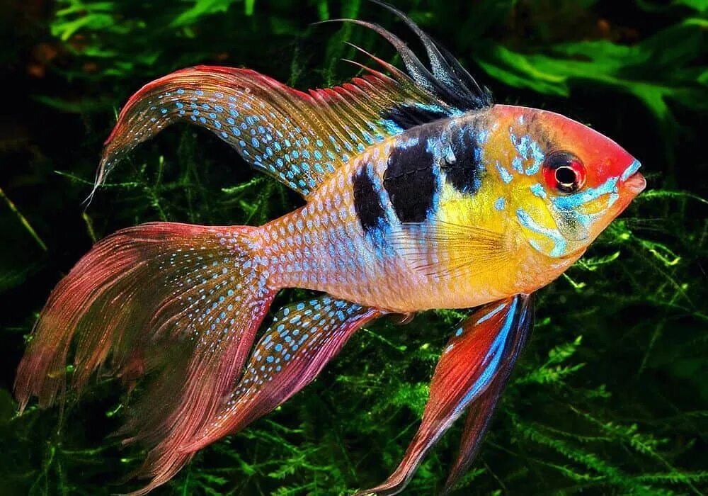 лялиус рыбка аквариумная. апистограмми ркмирезы. меланотения боэсмана. рыбка данио рерио. барбусы аквариумные суматранский.