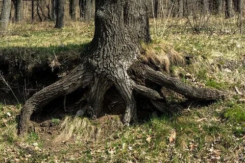Корневая дуба