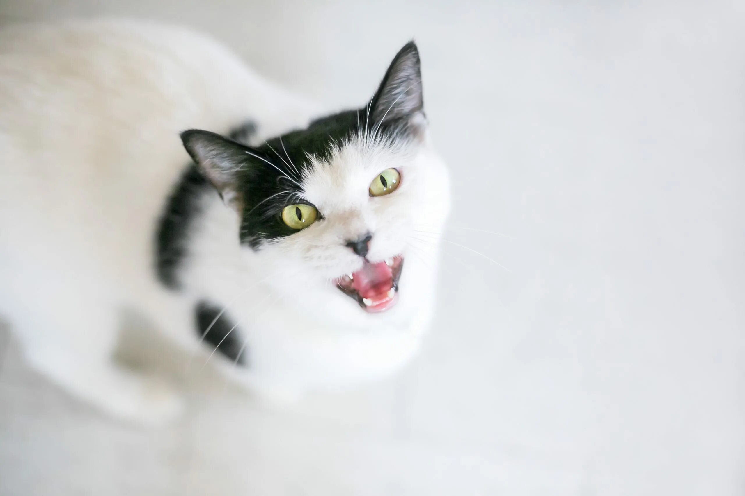 Звуки мяукающих котят