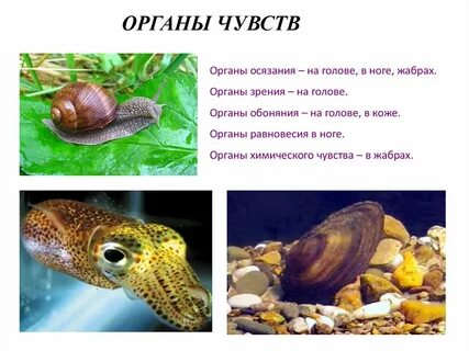 Органы чувств у организмов