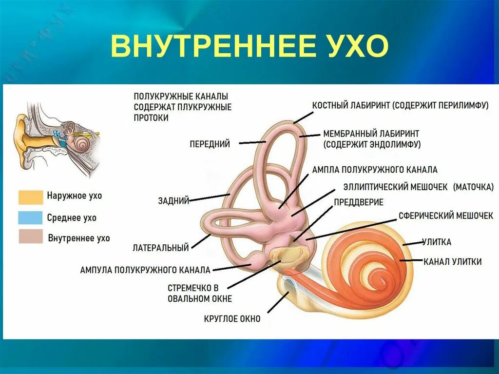 Улитка преддверие полукружные каналы. Внутреннее ухо строение анатомия. Внутреннее ухо полукружные каналы. Строение и функции преддверия и полукружных каналов. Маточка у мужчин